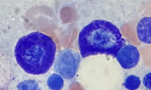 3 days: Mast cell conditions (Masterclass)