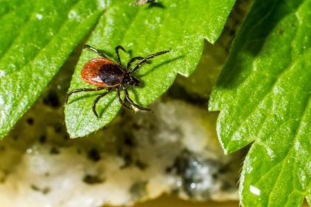 2 days: Viral diseases like EBV, Lyme, Parvo, HIV, HPV
